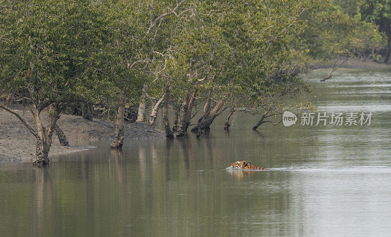 孟加拉虎在游泳。印度的Sundarbans NP